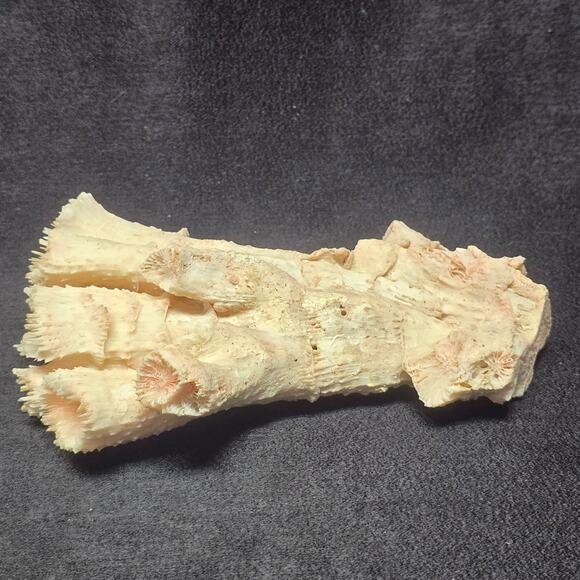 Pink Ocean Coral Reef Pilar Pavona Cactus Natural Ocean Treasure Home Decor - Picture 9 of 16